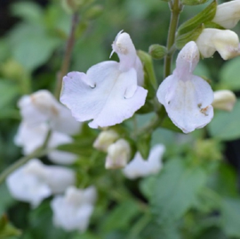 Salvia microphylla 'Salvinio White'®