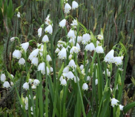 Leucojum aestivum 'Gravetye Giant'