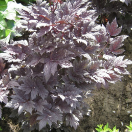 Actaea 'Brunette' (Cimicifuga)