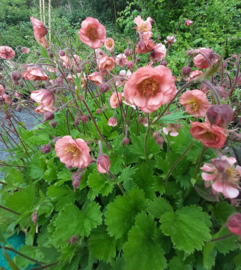 Geum 'Salmon Delight'