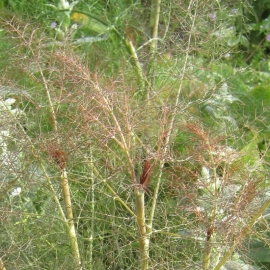 Foeniculum vulgare 'Giant Bronze'