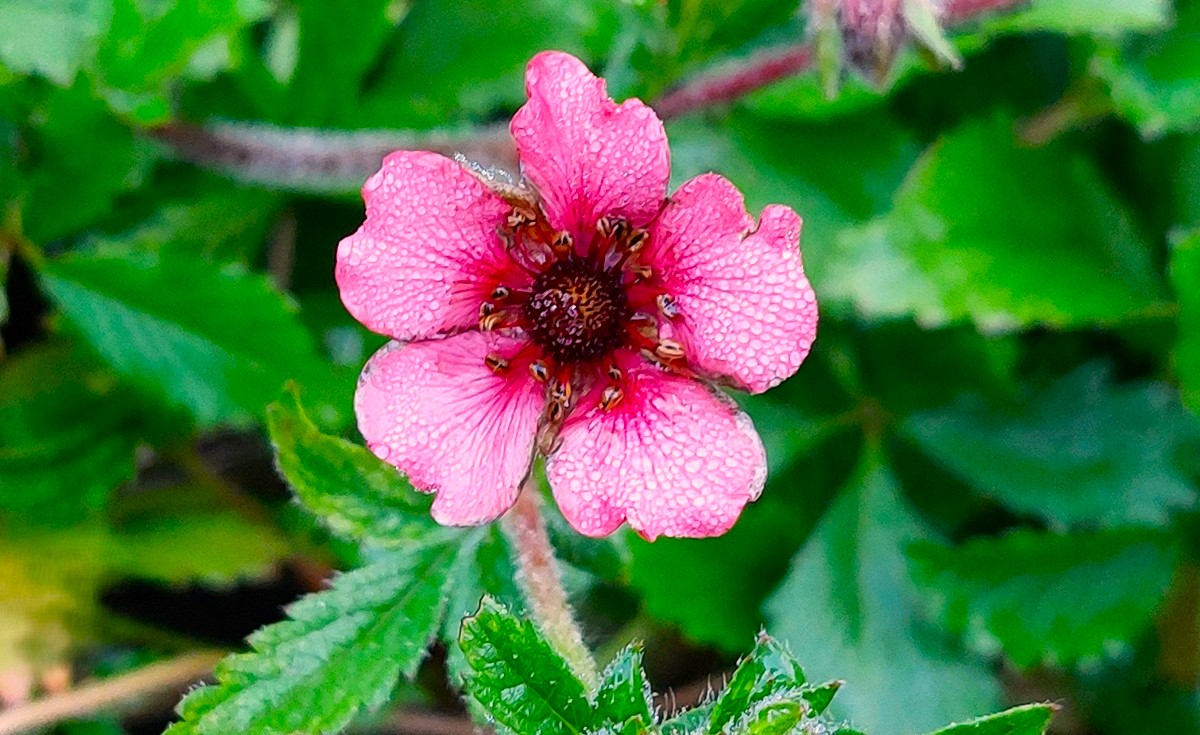 Potentilla nepalensis 'Shogran'