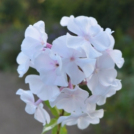 Phlox paniculata `Anne`