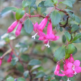 Fuchsia 'Lottie Hobby'