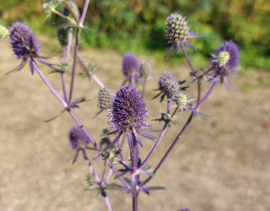 Eryngium planum 'Blue Glitter'