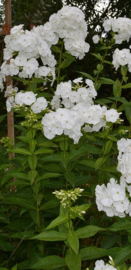 Phlox paniculata 'Snow Clouds'