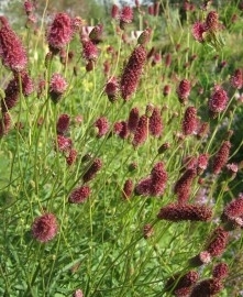 Sanguisorba 'Sangria'