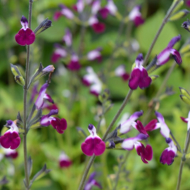 Salvia greggii 'Amethyst Lips' (PBR)