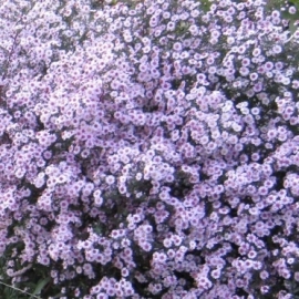 Aster 'Pink Buttons'