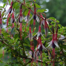 Fuchsia magellanica var. arauco