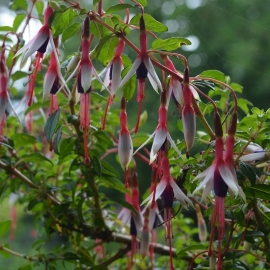 Fuchsia magellanica 'Arauco'