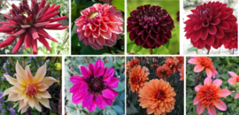 Kleurrijke dahliaborder vierkant