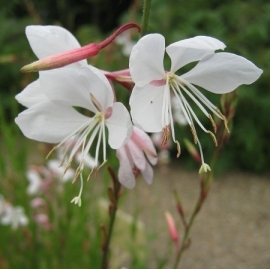 Gaura lind. 'Whirling Butterflies'