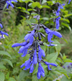 Salvia guaranitica 'Carines Amazing Blue' ®