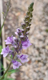 Linaria purpurea