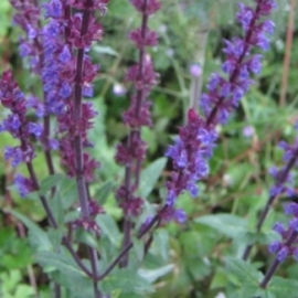 Salvia nemorosa 'Caradonna'