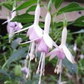 Fuchsia 'Whiteknight's Pearl'