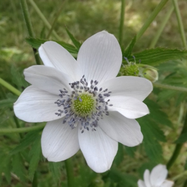 Anemone leveillei