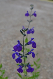 Salvia microphylla 'Blue Monrovia'