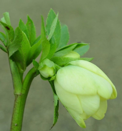Heleborus x  hybridus 'Creme-geel'