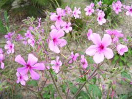 Geranium palmatum