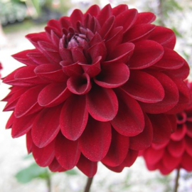 Kleurrijke dahliaborder vierkant