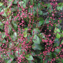 Persicaria virginiana var. filiformis