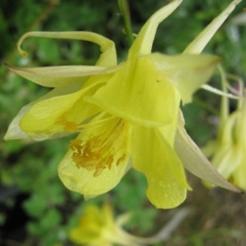 Aquilegia chrysantha 'Yellow Queen'