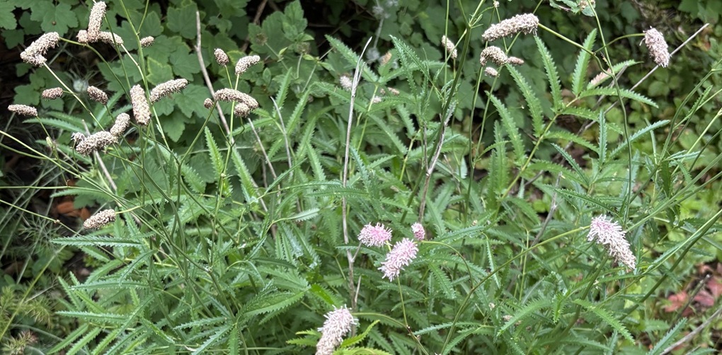 Sanguisorba parviflora 'Alba'