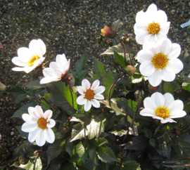 Dahlia Happy Single  'Princess' ®