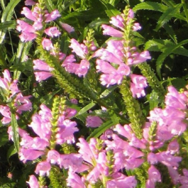 Physostegia virginiana 'Bouquet Rose'