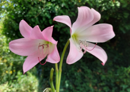 Crinum 'Aphrodite'
