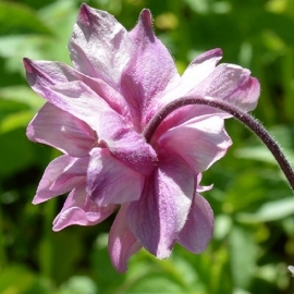 Aquilegia vulgaris