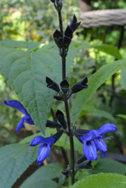 Salvia guaranitica 'Black and Blue'