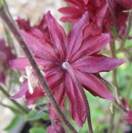 Aquilegia  hybride 'Ruby Port'