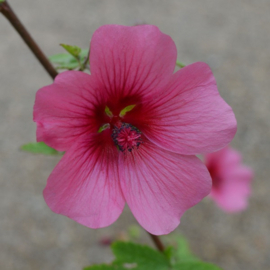 Anisodontea 'El Rayo'