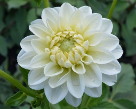 Dahlia 'Polar Ice'