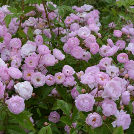 Rosa 'Mieke Vanlommel'