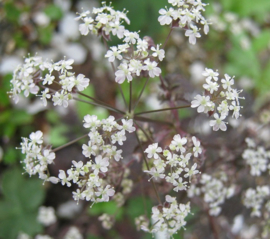 Anthriscus sylvestris 'Ravenswing'