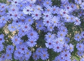 Hoekborder, volle zon  art.nr 12102023