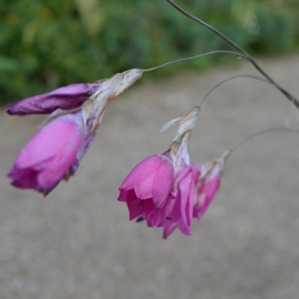 Dierama pulcherrimum