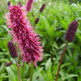 Sanguisorba menziesii