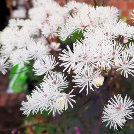 Thalictrum petaloideum