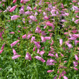 Penstemon 'Evelyn'