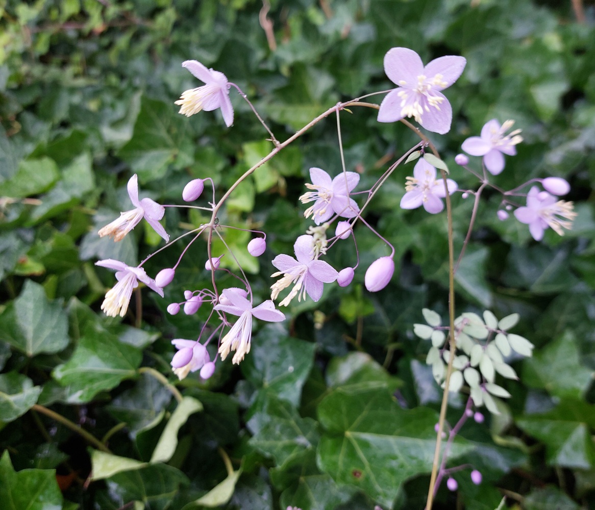 Thalictrum rochebruneanum var. grandisepalum