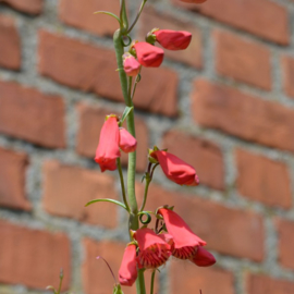 Penstemon barbatus 'Coccineus'