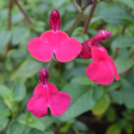 Salvia microphylla  'Fantasia'