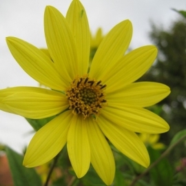 Helianthus 'Lemon Queen'