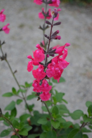 Salvia 'Pink Pong' ®