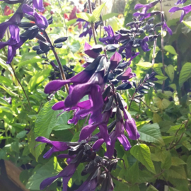 Salvia Rockin'™ 'Deep Purple'